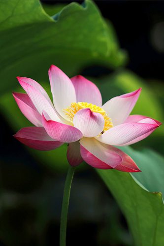 dream-lotus dream-lotus
